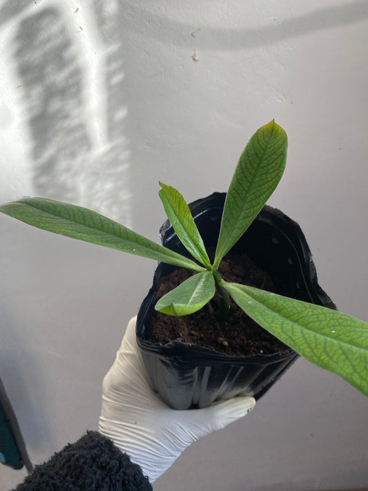 Rudraksha Plant(Elaeocarpus Ganitrus)
