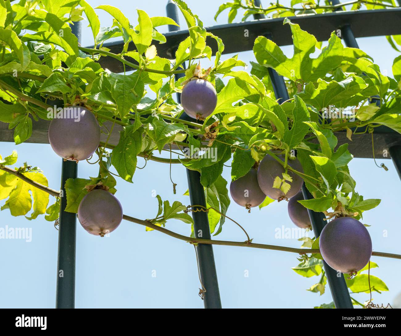 Price reduced - Passion Fruit Plant / Passiflora edulis