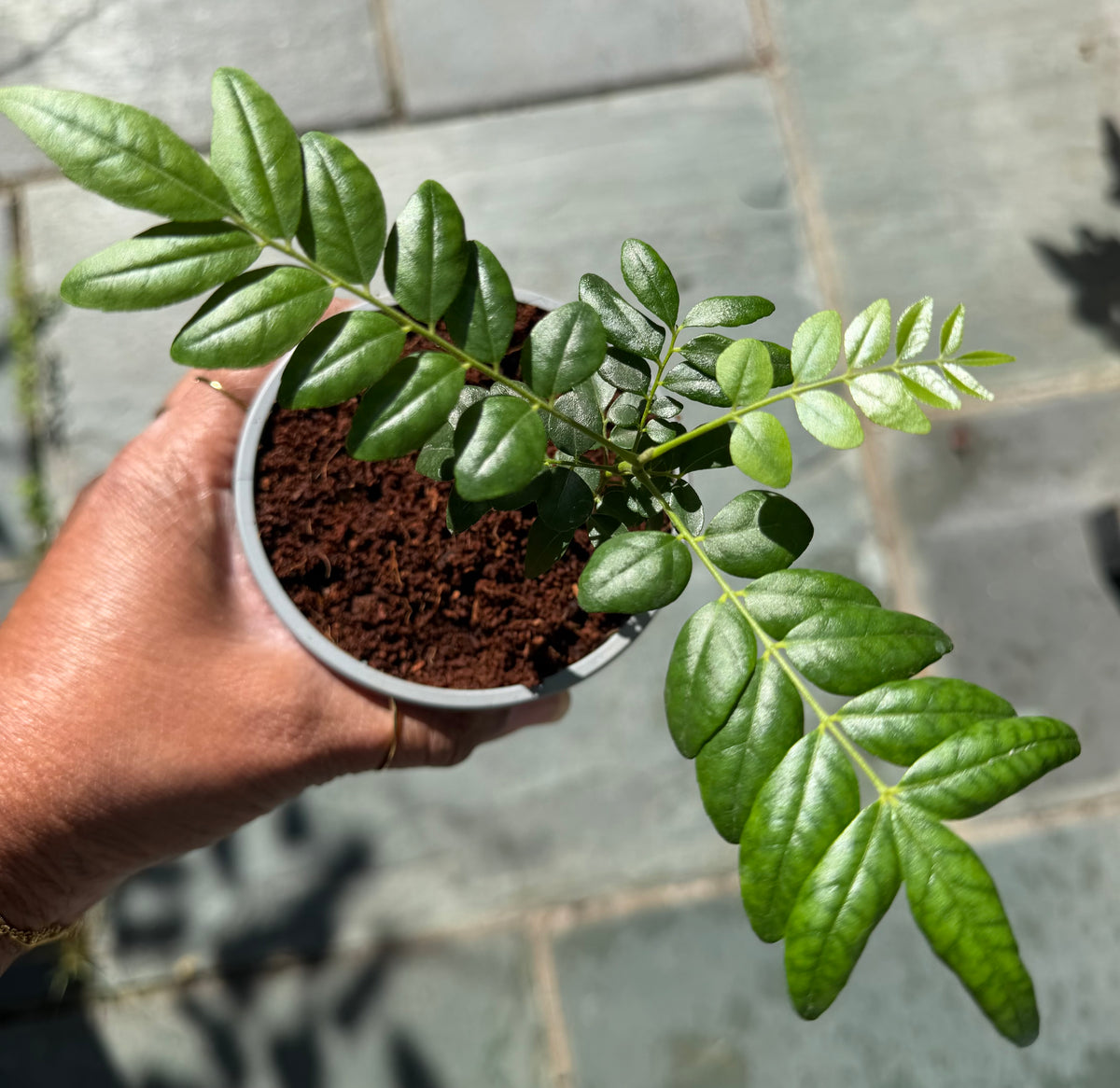 Curry Leaf Plant 9cm pot