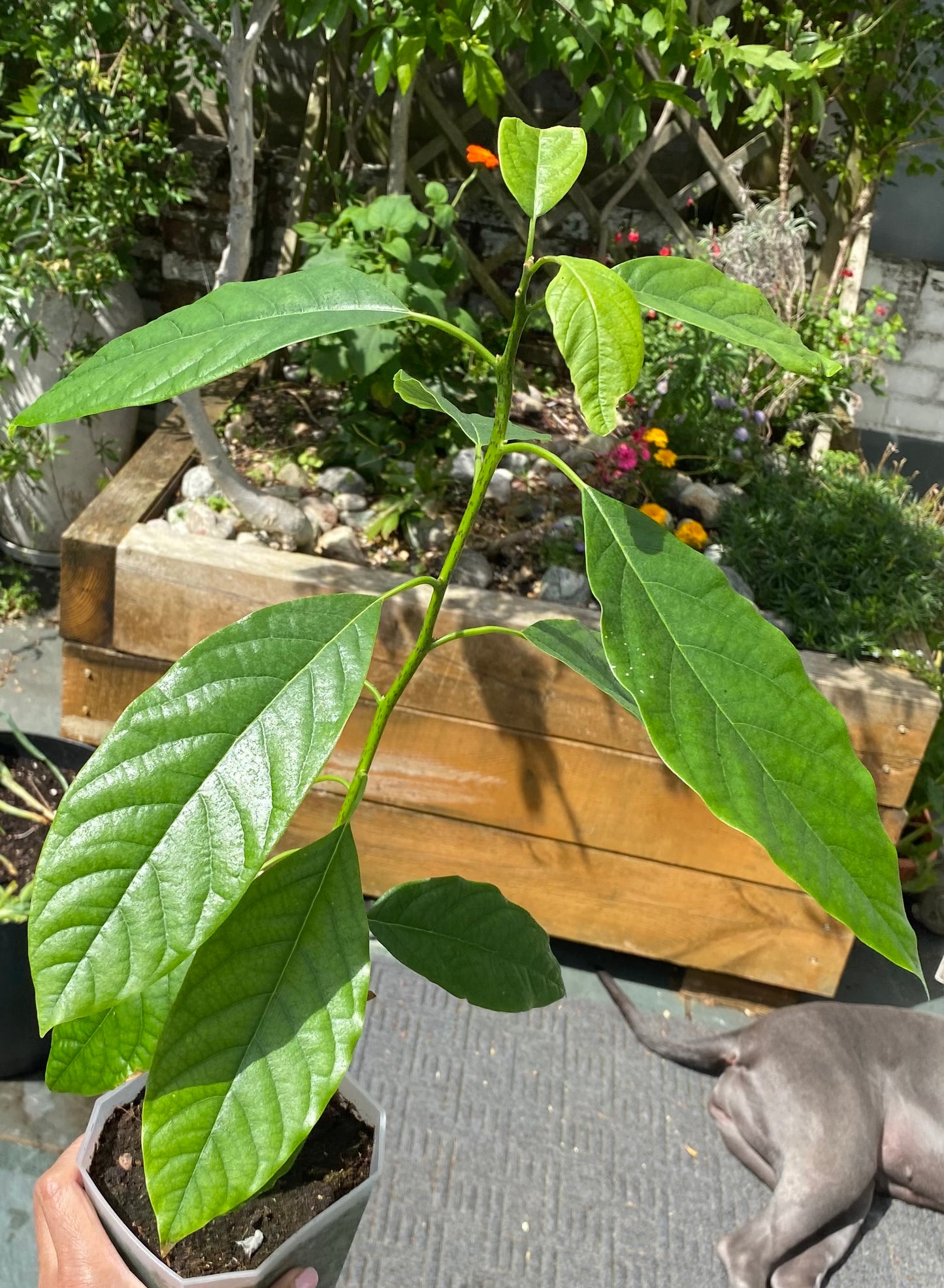 Avocado Plant