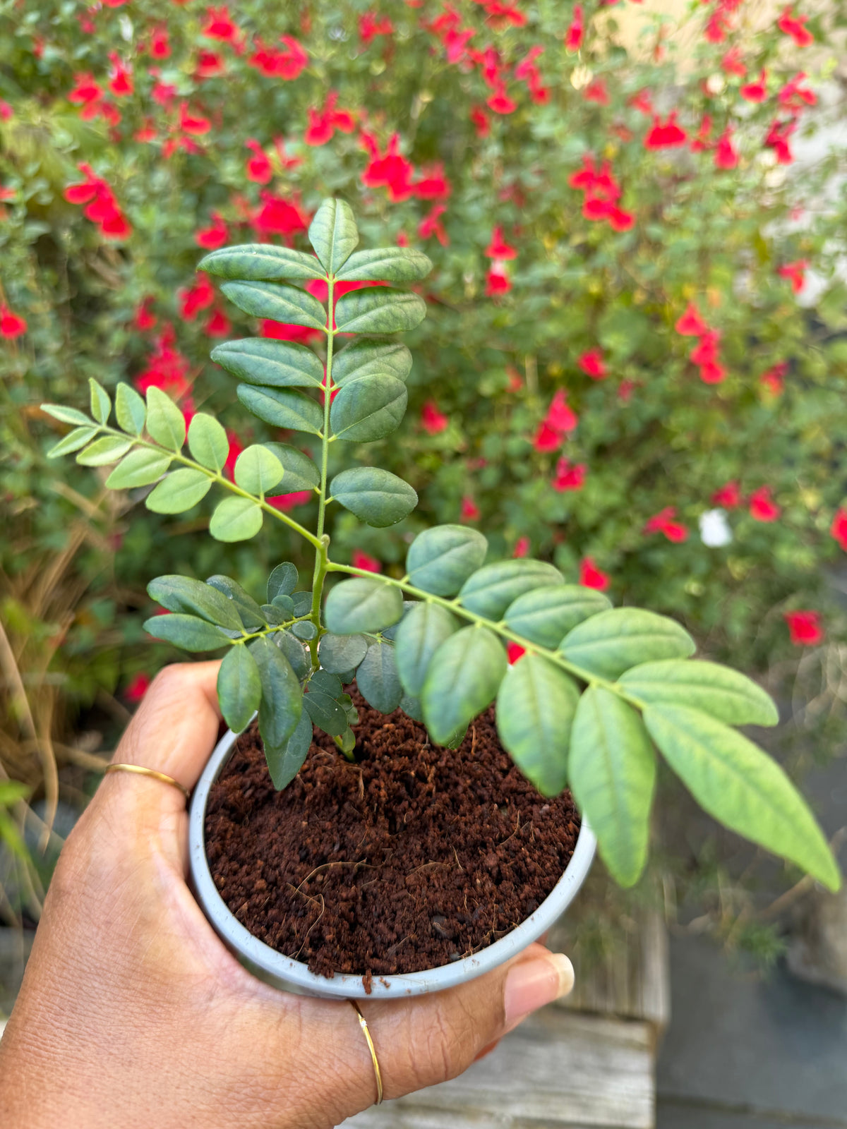 Curry Leaf Plant 9cm pot