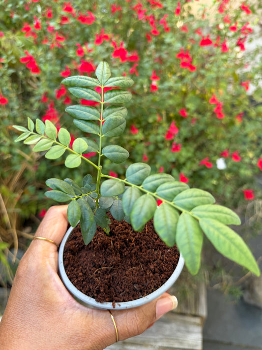 Curry Leaf Plant 9cm pot