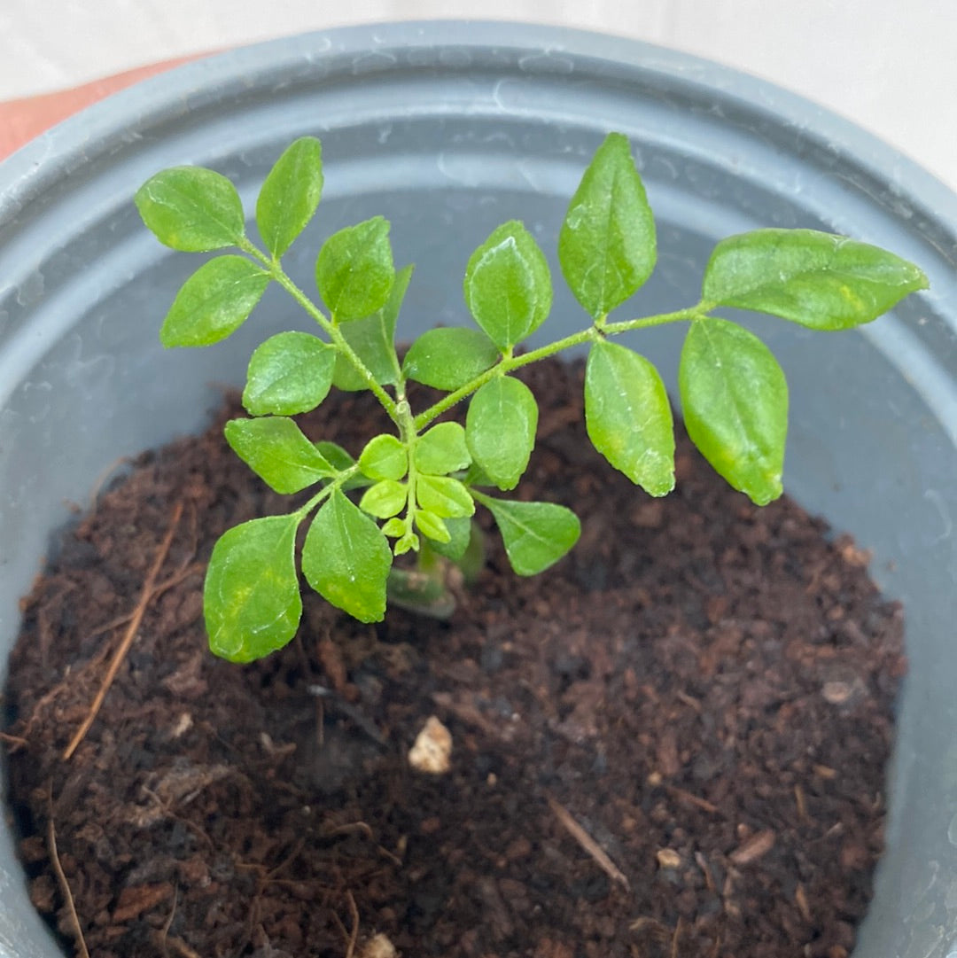 Curry Leaf Plant Seedling