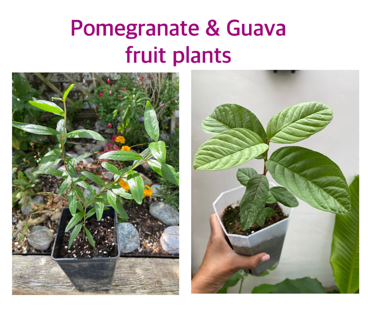 Combo plant set Pomegranate & Guava Fruit Plants