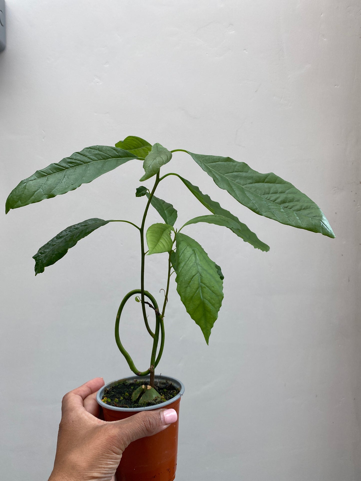 Avocado Plant