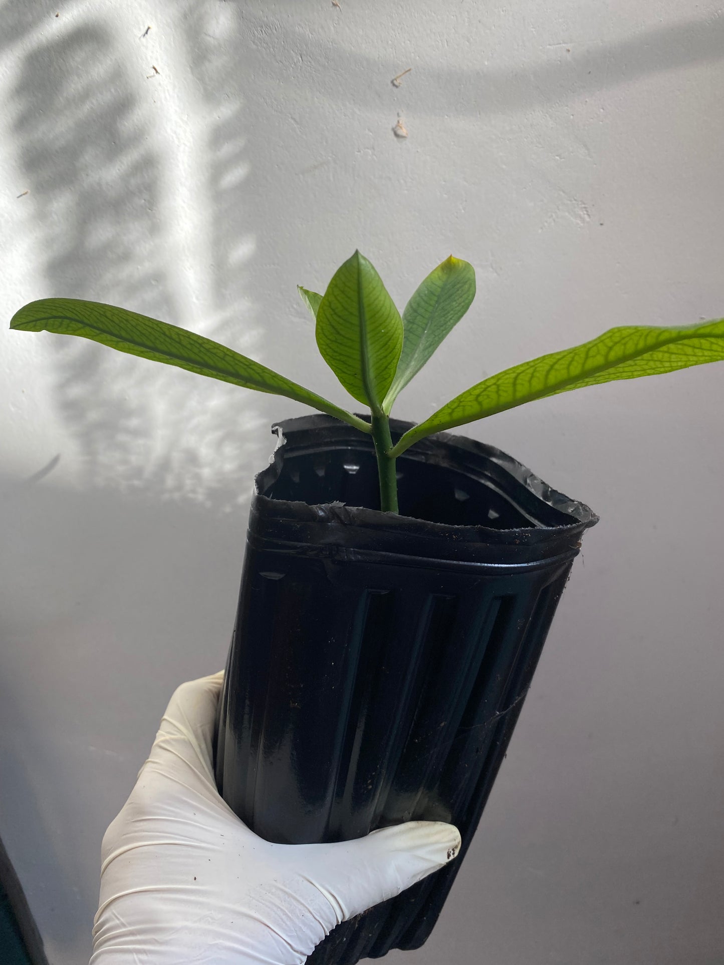Rudraksha Plant(Elaeocarpus Ganitrus)