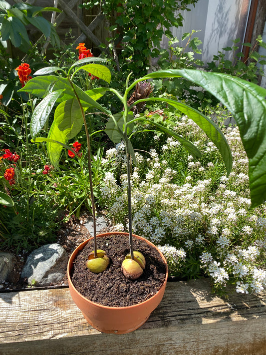 Two Avocado Plants for Art / Braidding