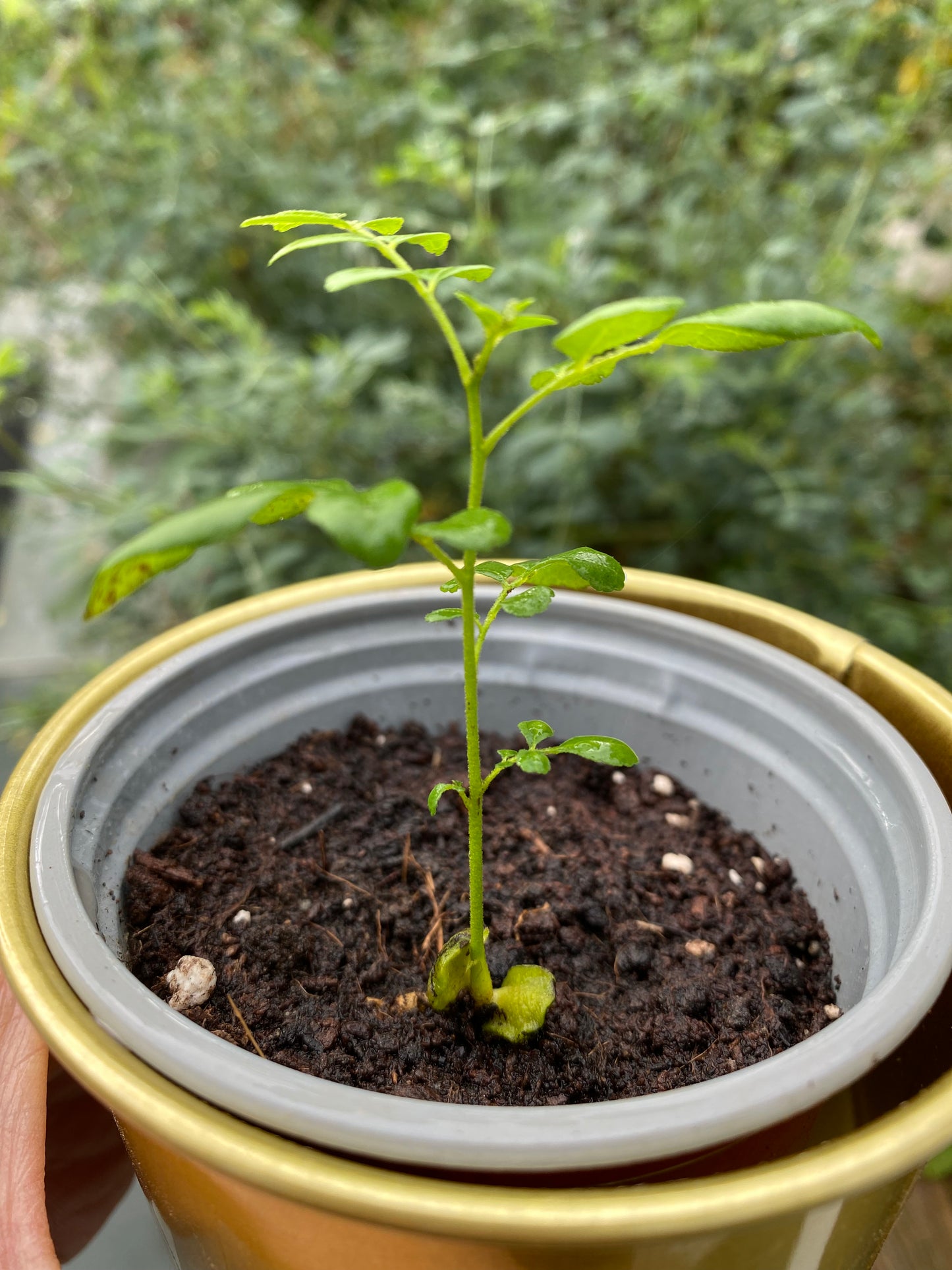 Curry Leaf Plant Seedling