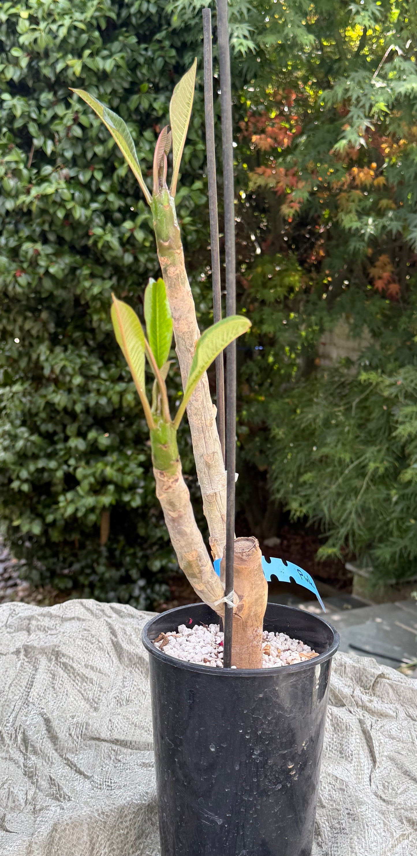 Pink Plumeria / Frangipani Plant