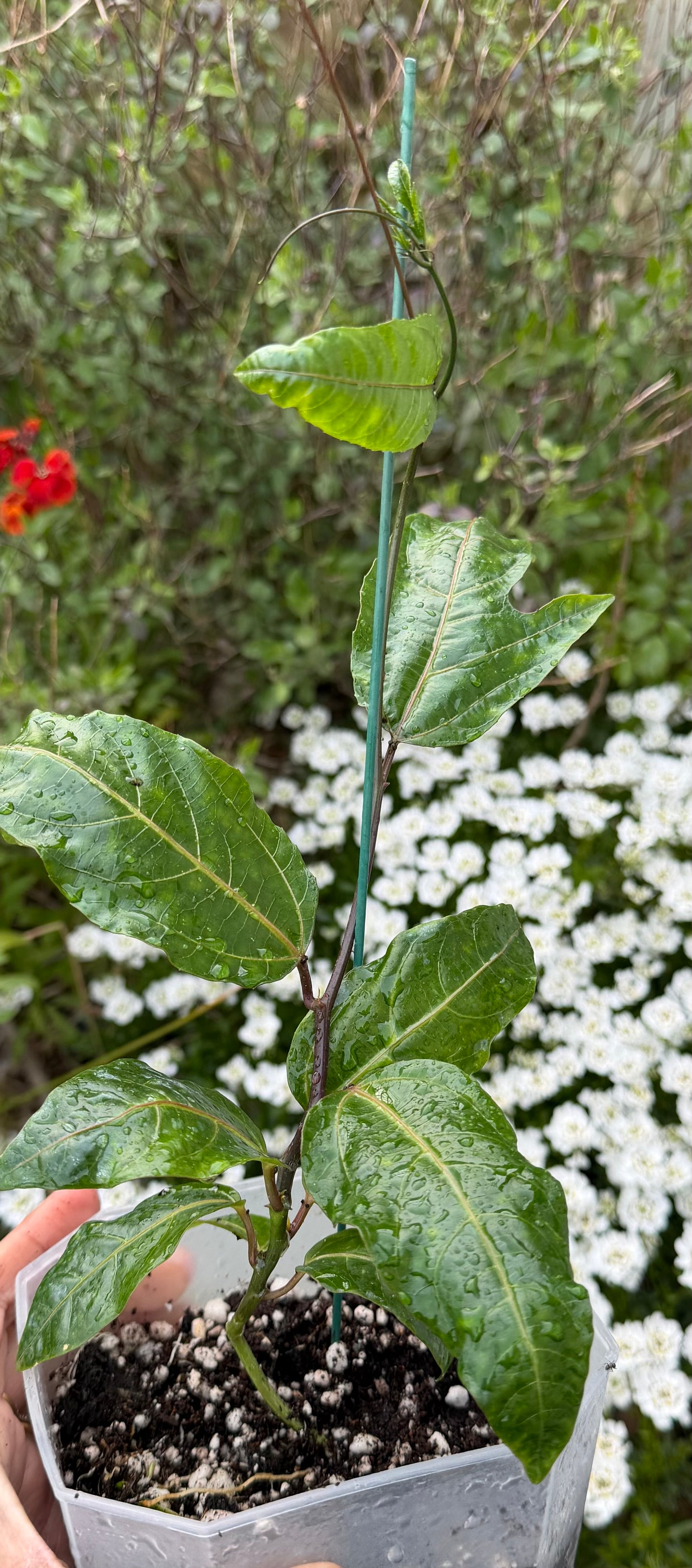 Price reduced - Passion Fruit Plant / Passiflora edulis