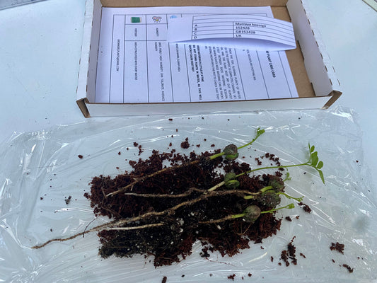 3 Germinated Curry Leaf Seeds