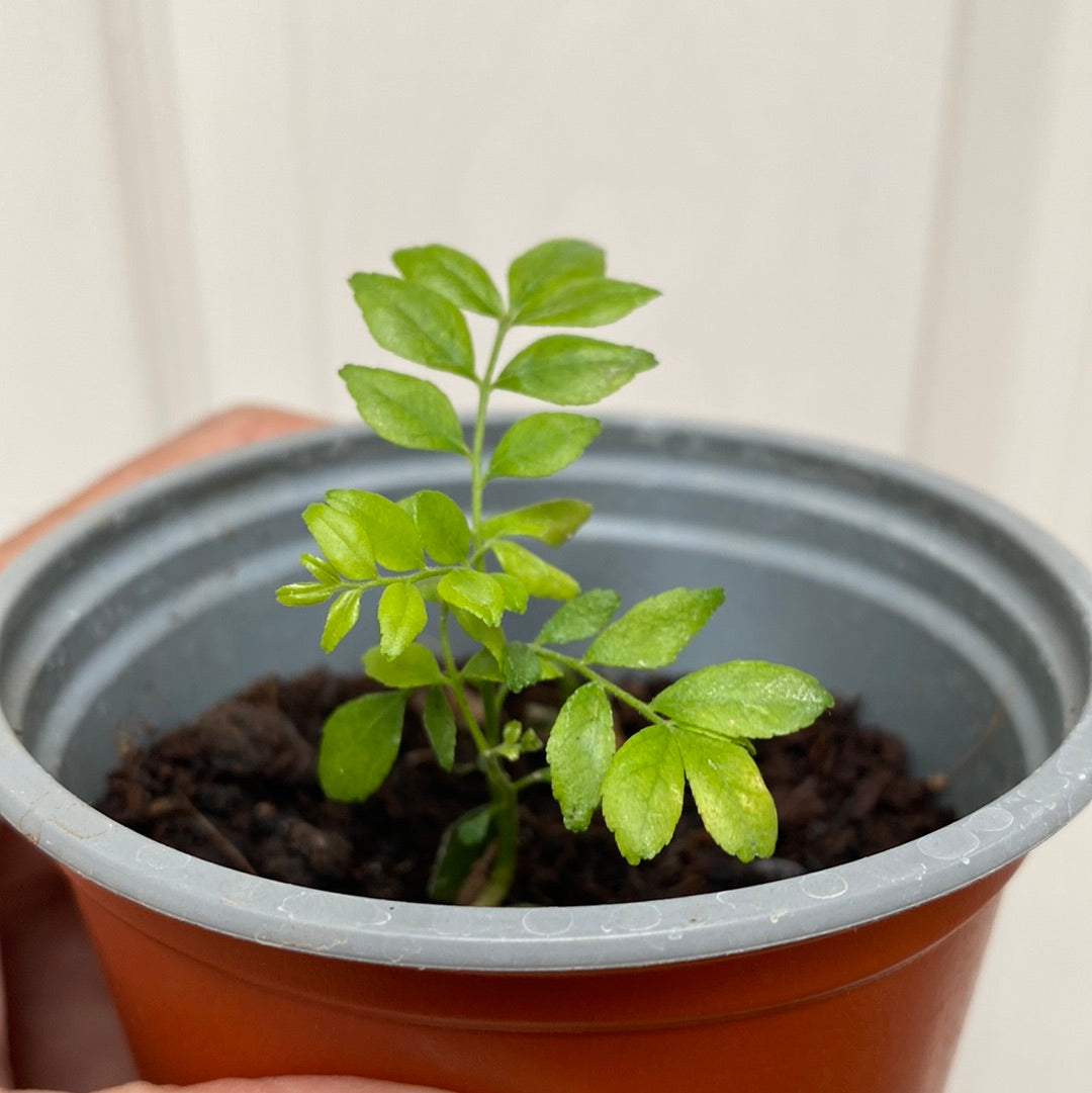 Curry Leaf Plant Seedling