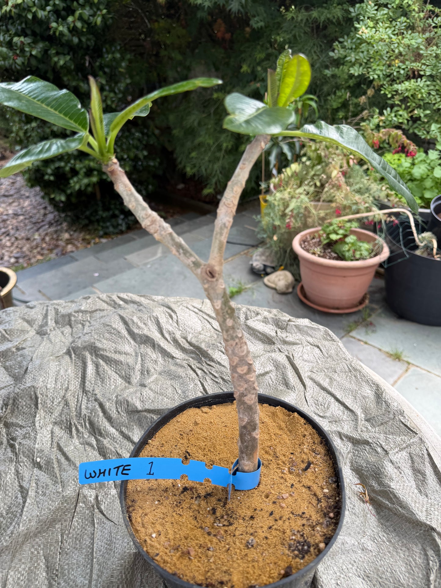 White Plumeria / Frangipani Plant