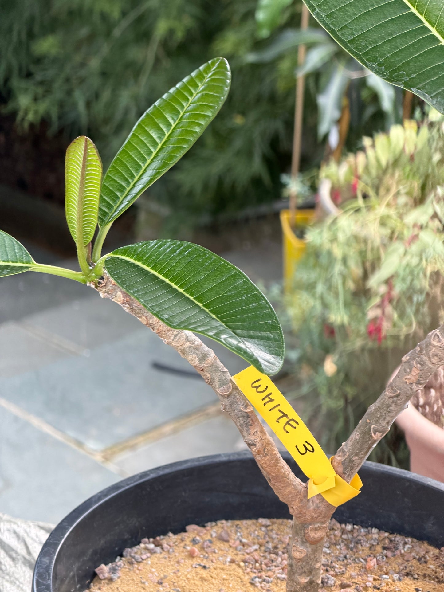 White Plumeria / Frangipani Plant