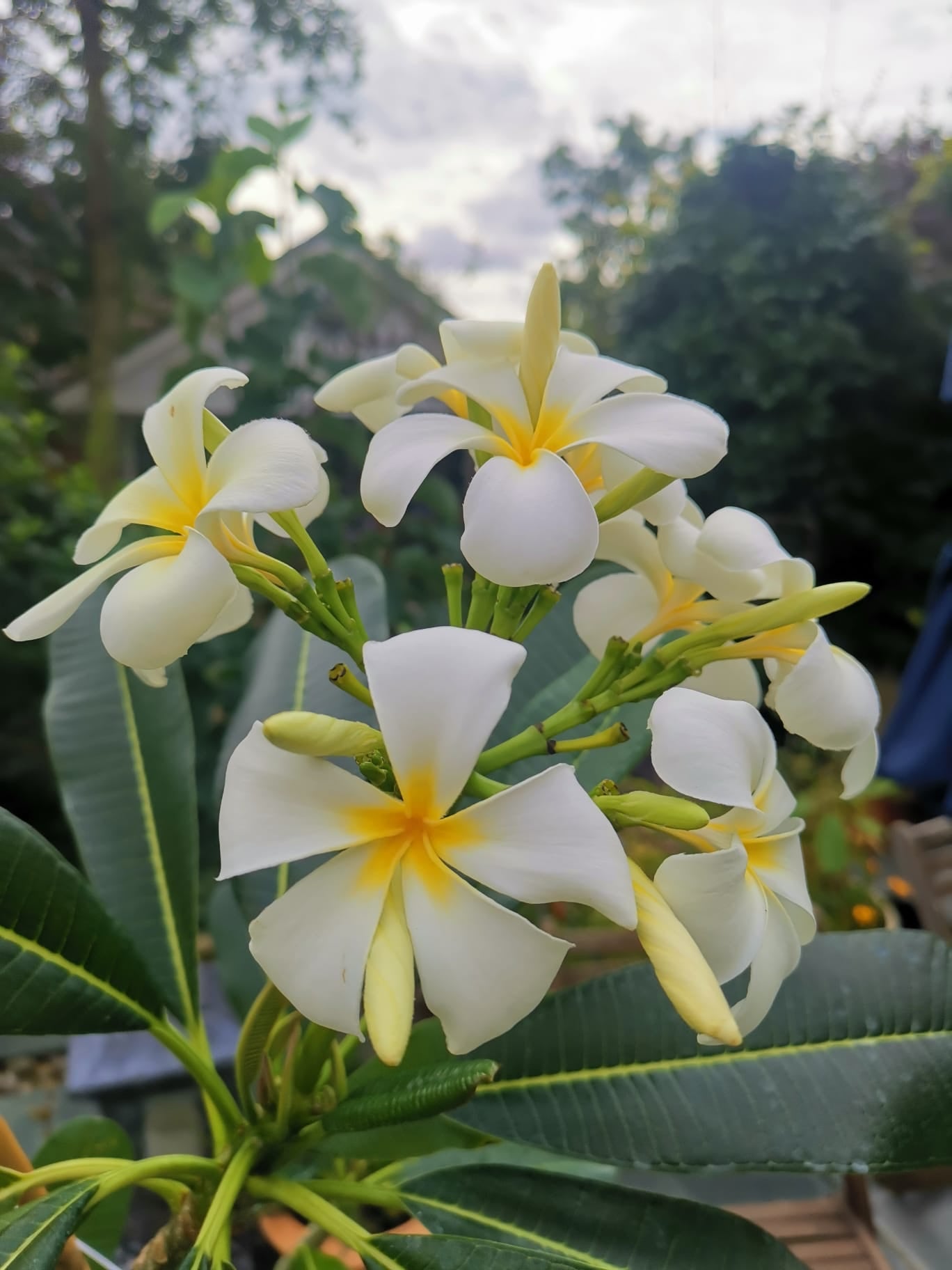 Plumeria / Frangipani Plant