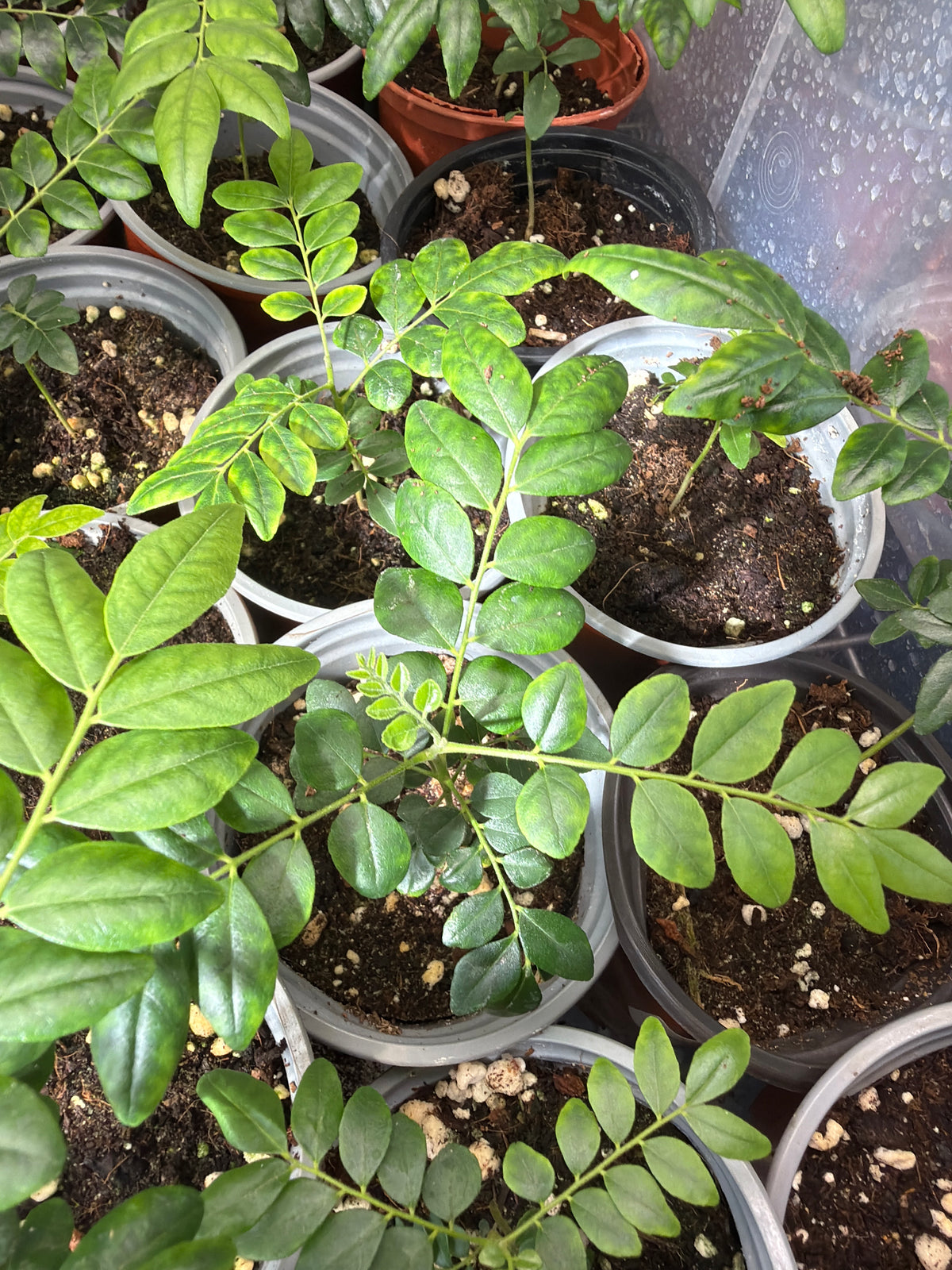 Curry Leaf Plant 9cm pot