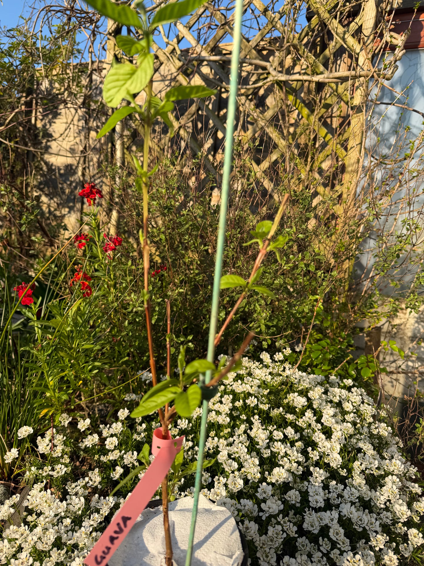 Guava Fruit Plant - Pink Pear