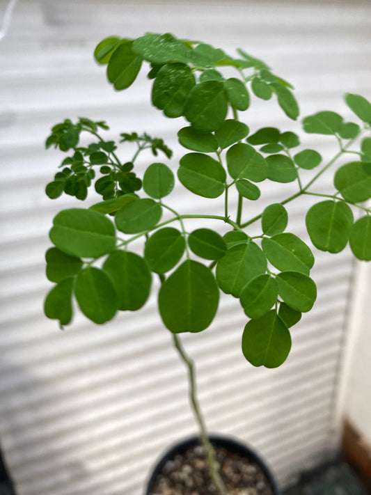 Moringa Plant