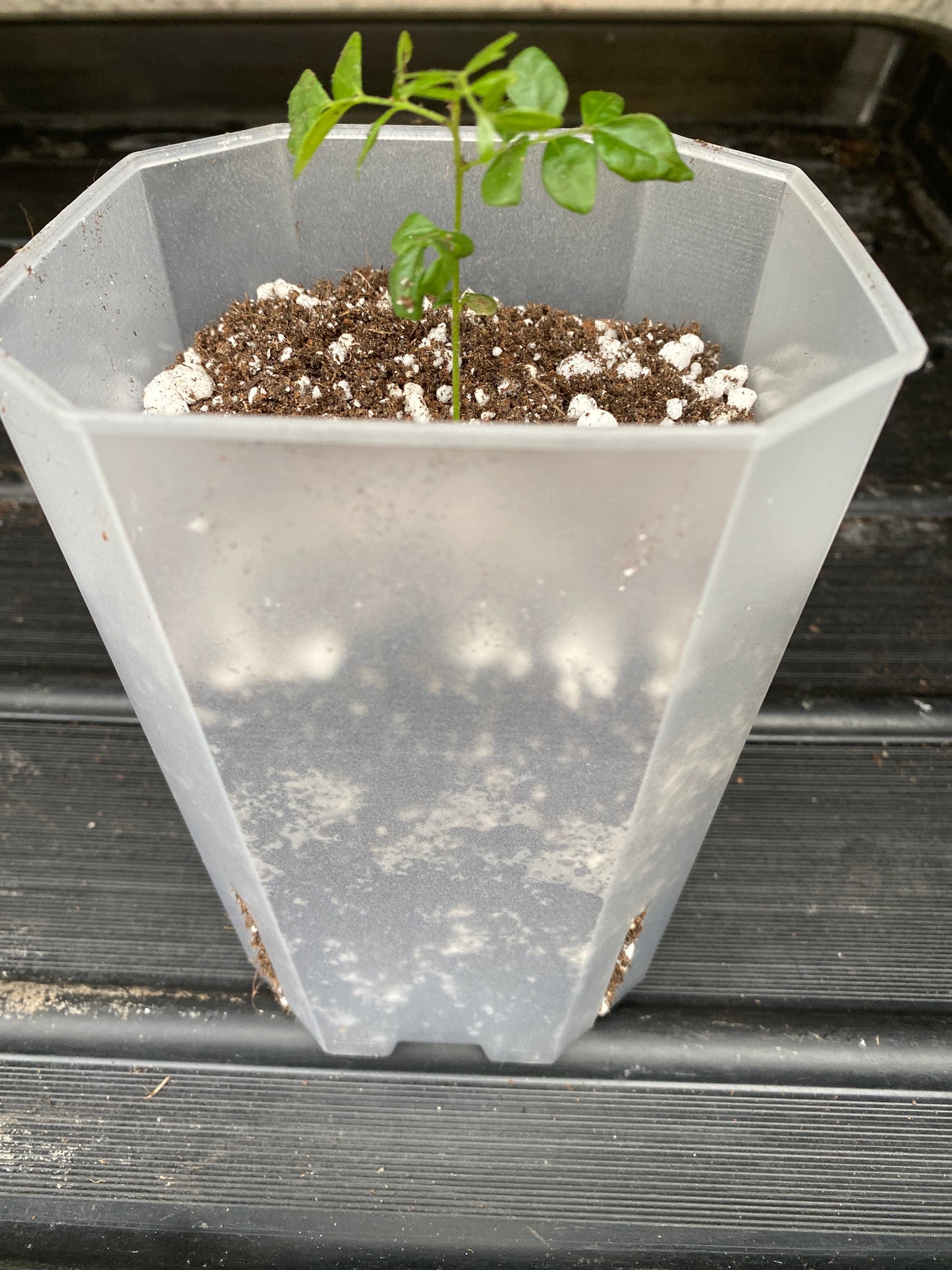 Curry Leaf Seedling in a Root Control Pot