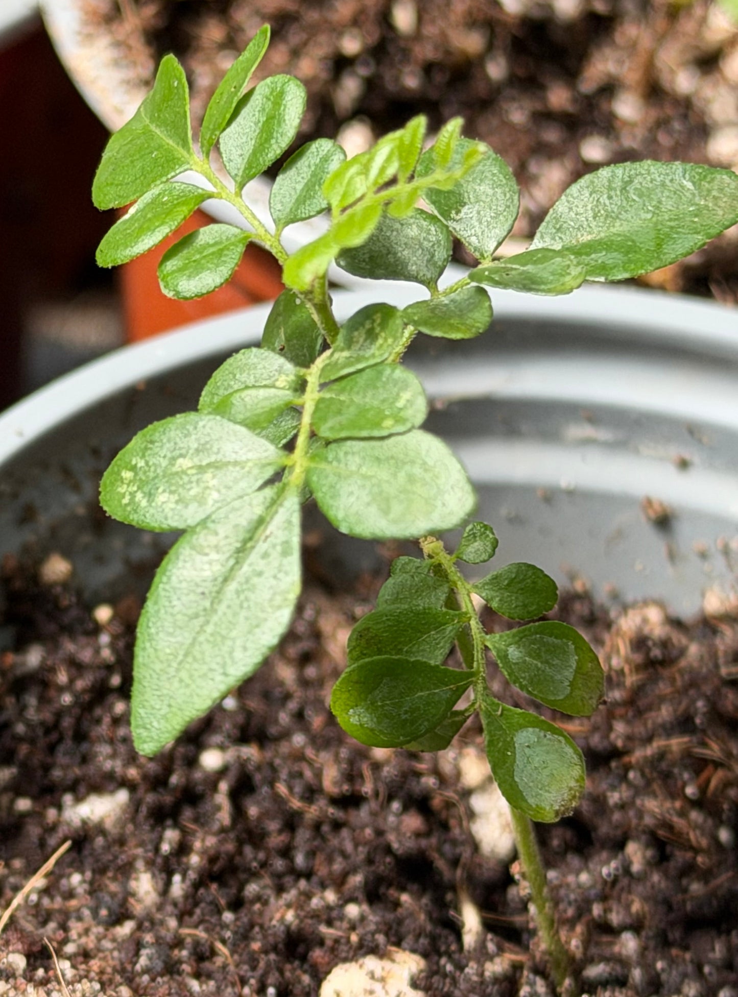 Curry Leaf Plant 9cm pot
