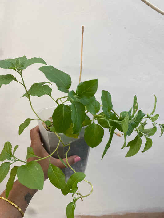 Ashwagandha plants