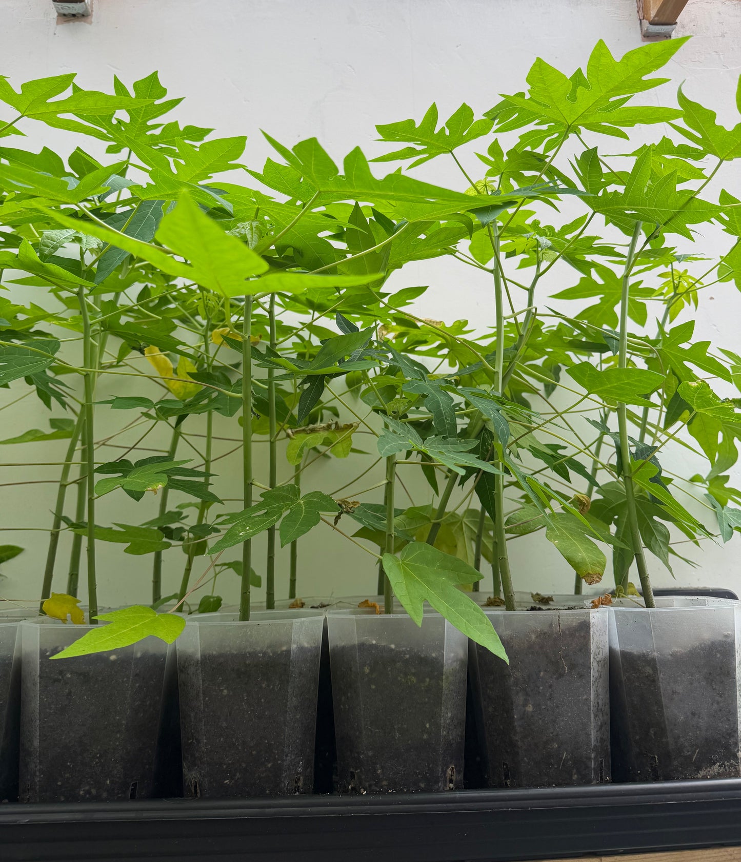 Papaya Plant - Sale