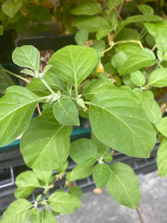 Ashwagandha plants