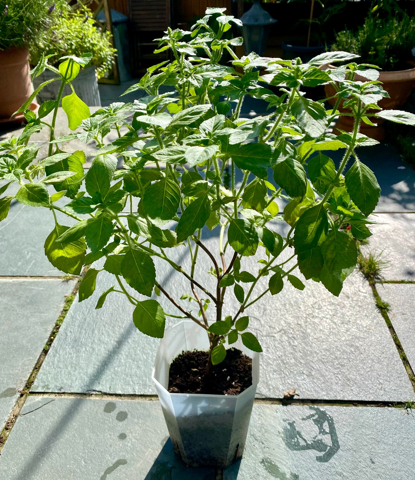 Tulsi Plant (Holy Basil) Root Control Pot