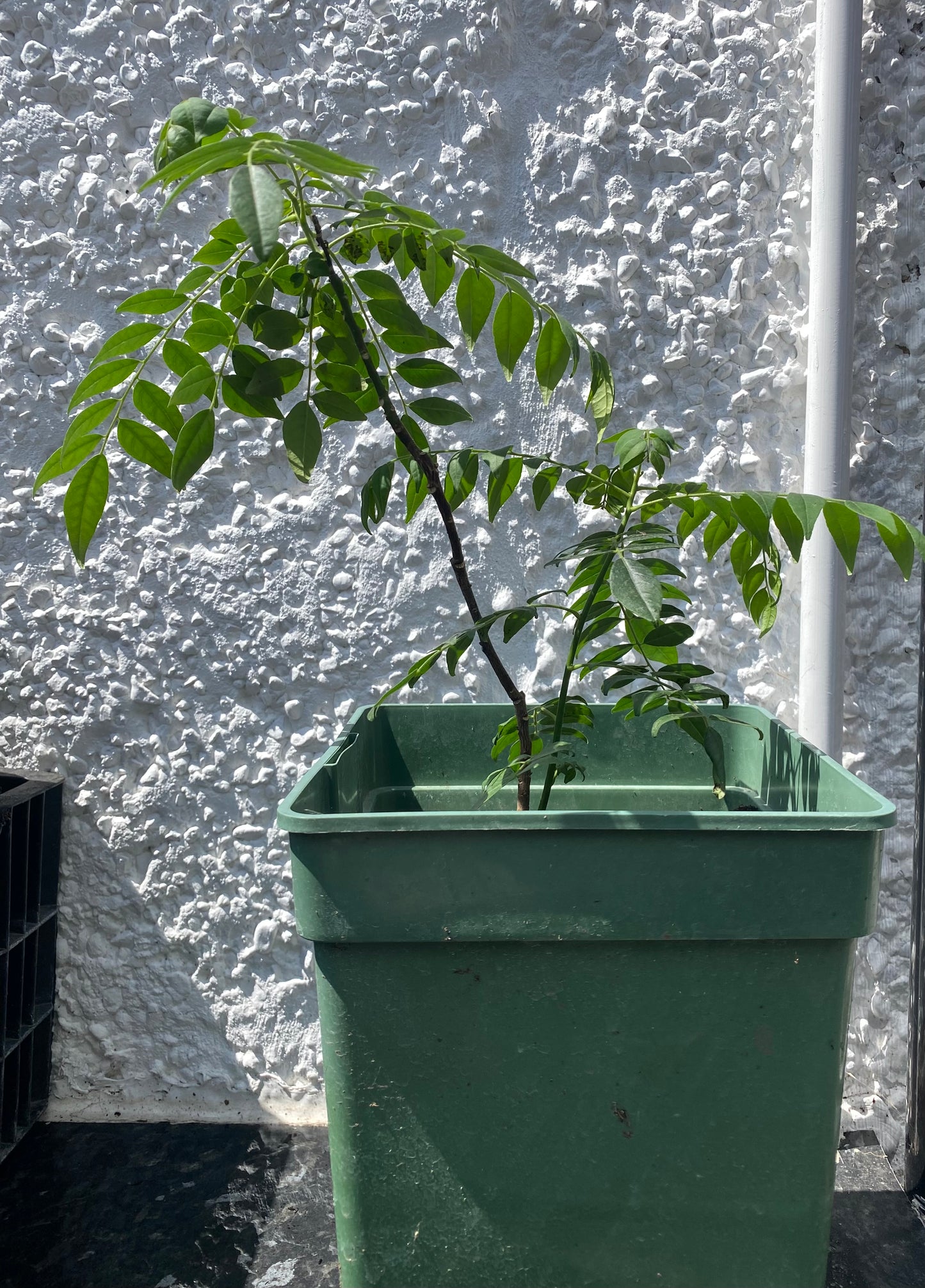 2 Year old Curry Leaf Plant