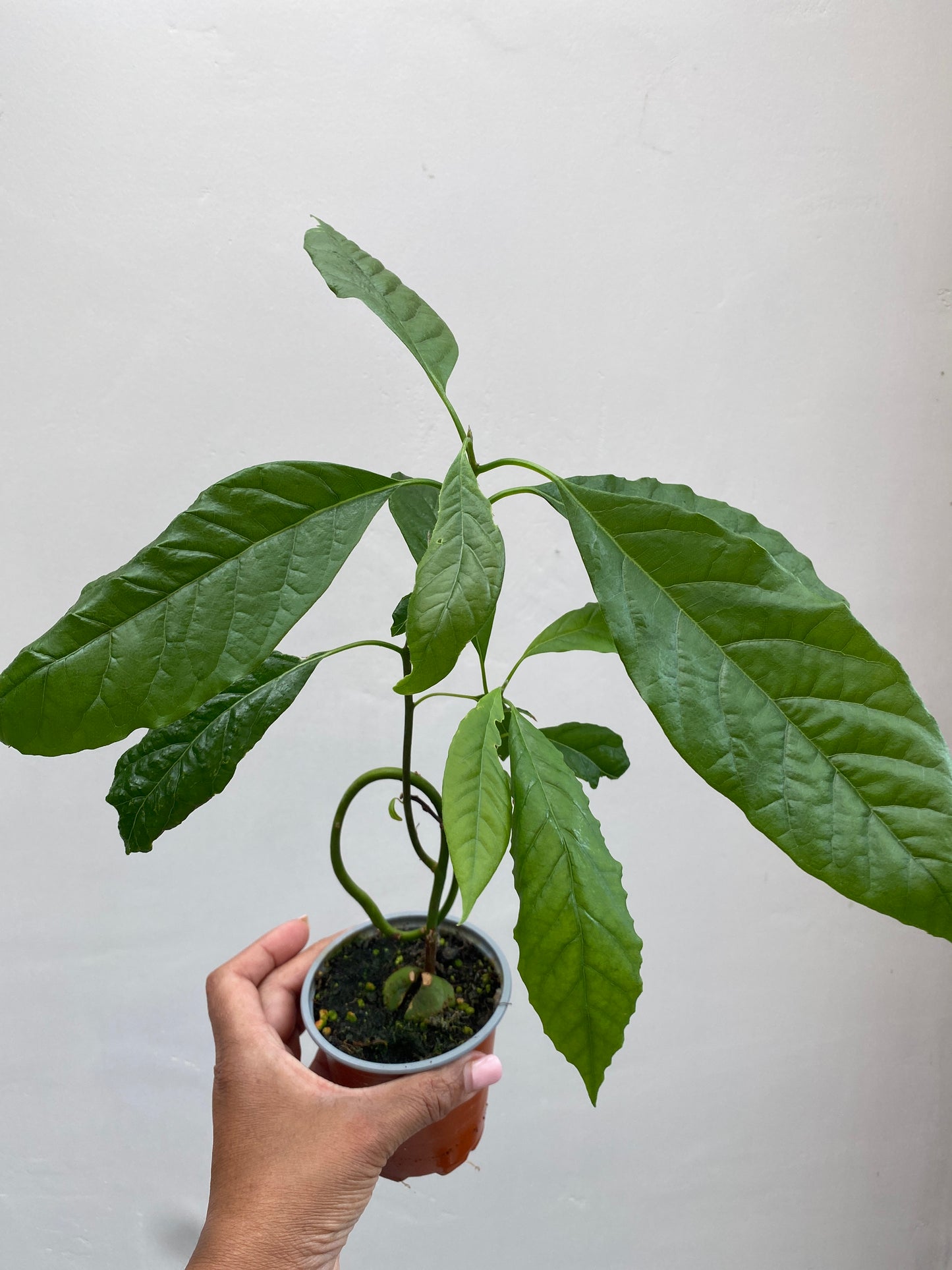 Avocado Plant