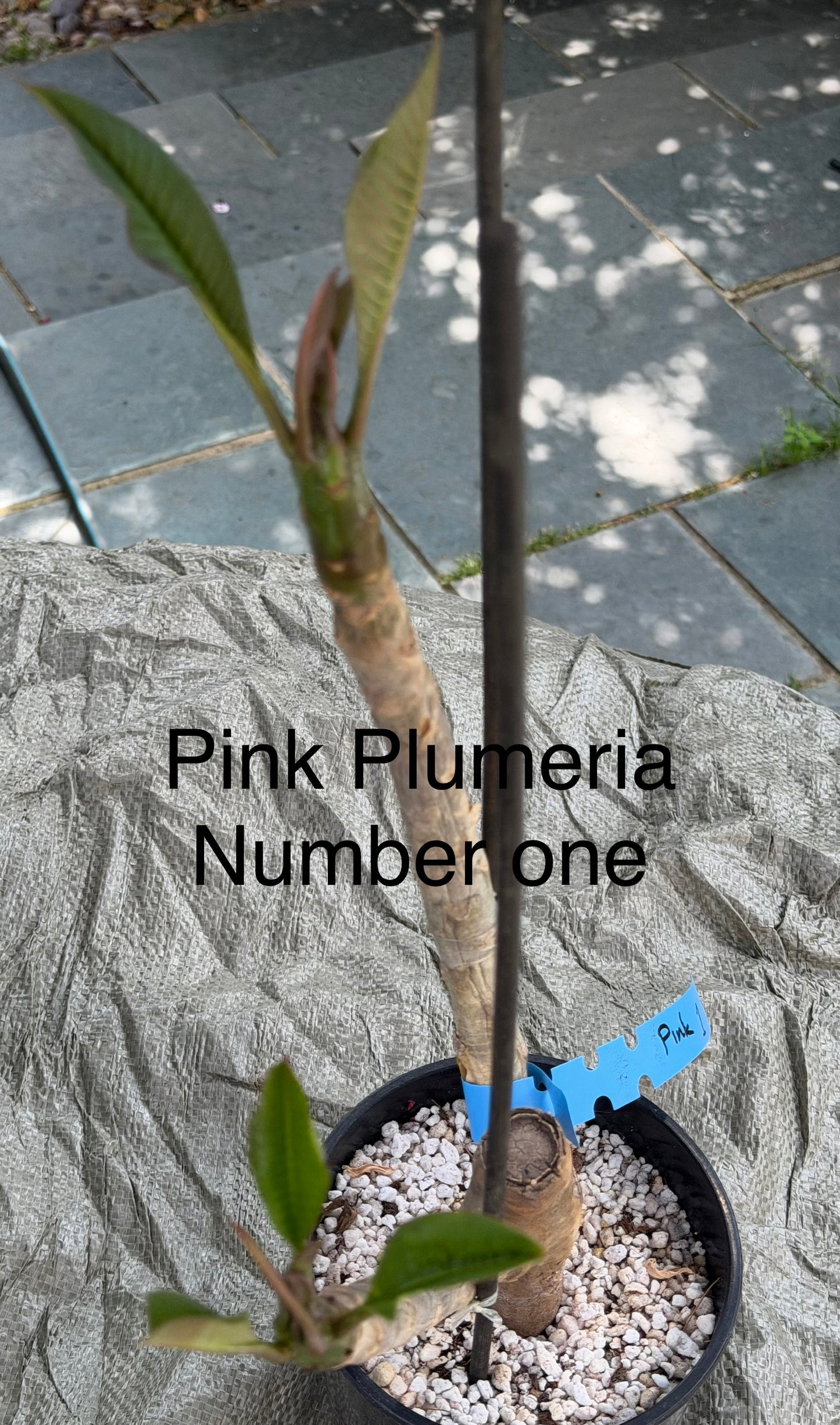 Pink Plumeria / Frangipani Plant