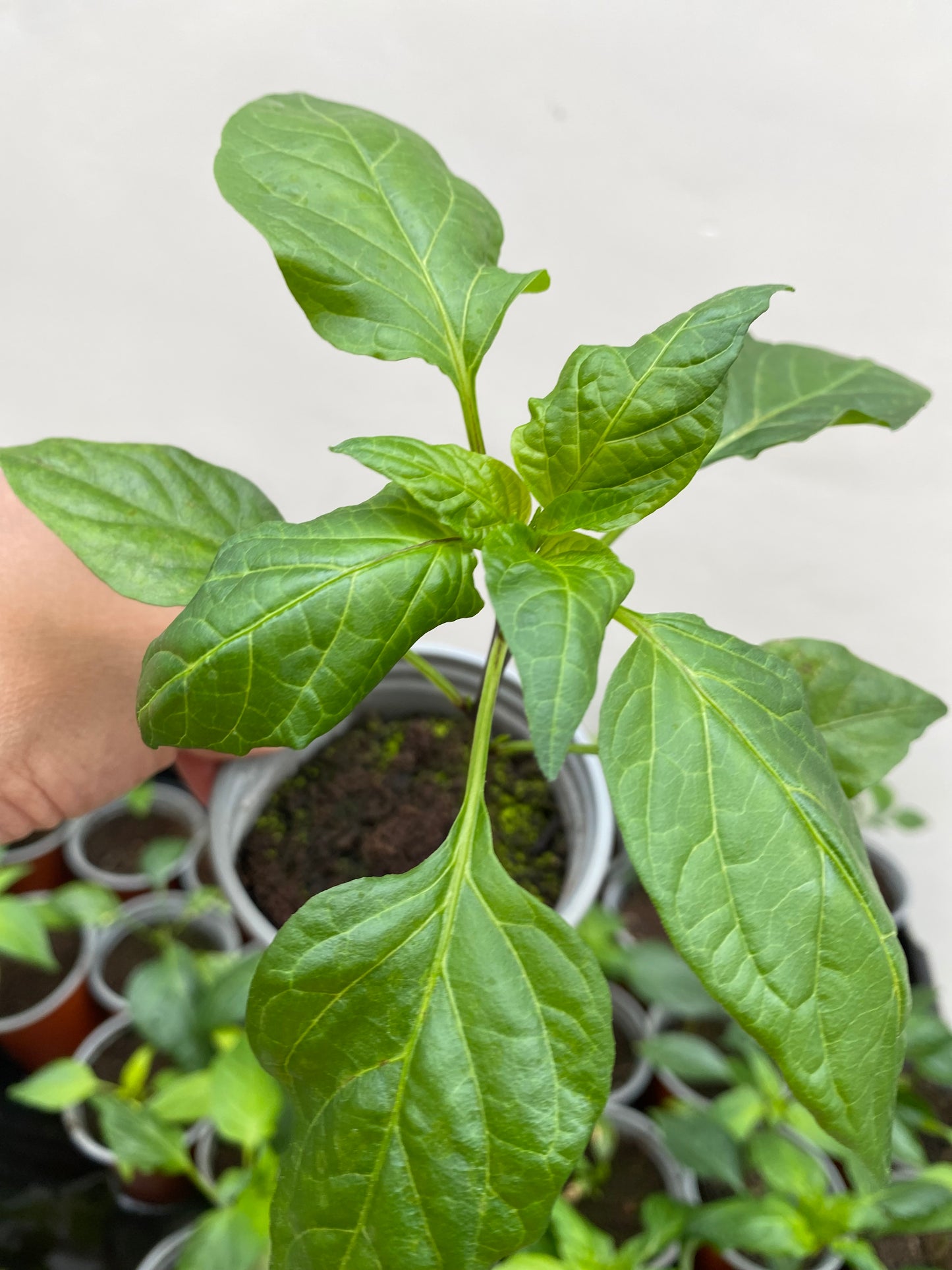 Desi Red Hot Chili Plant