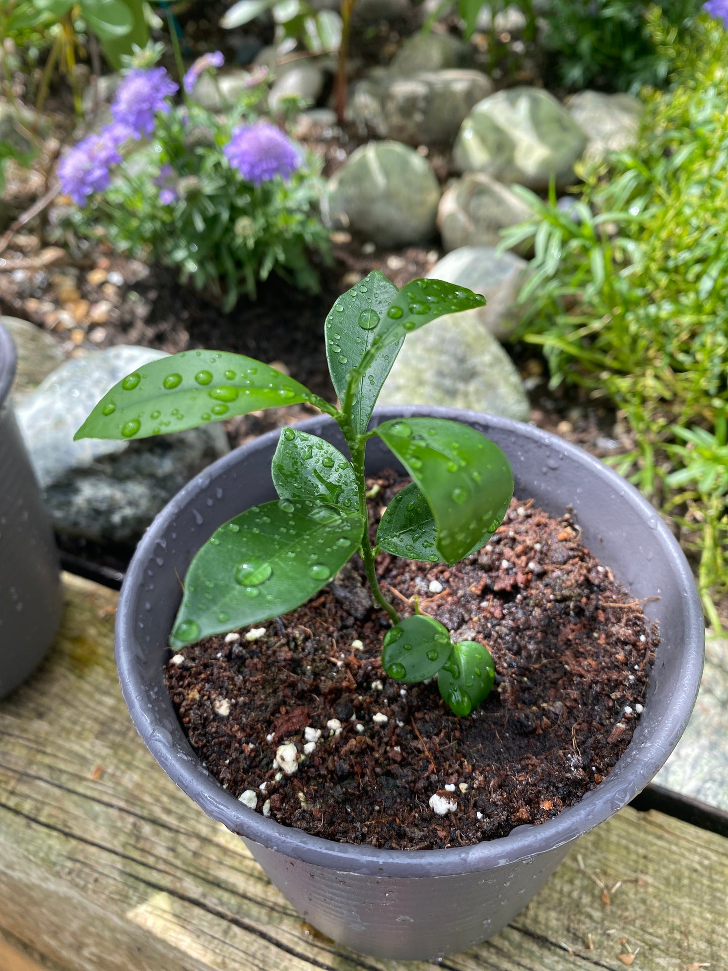 Citrus Kumquat Plant