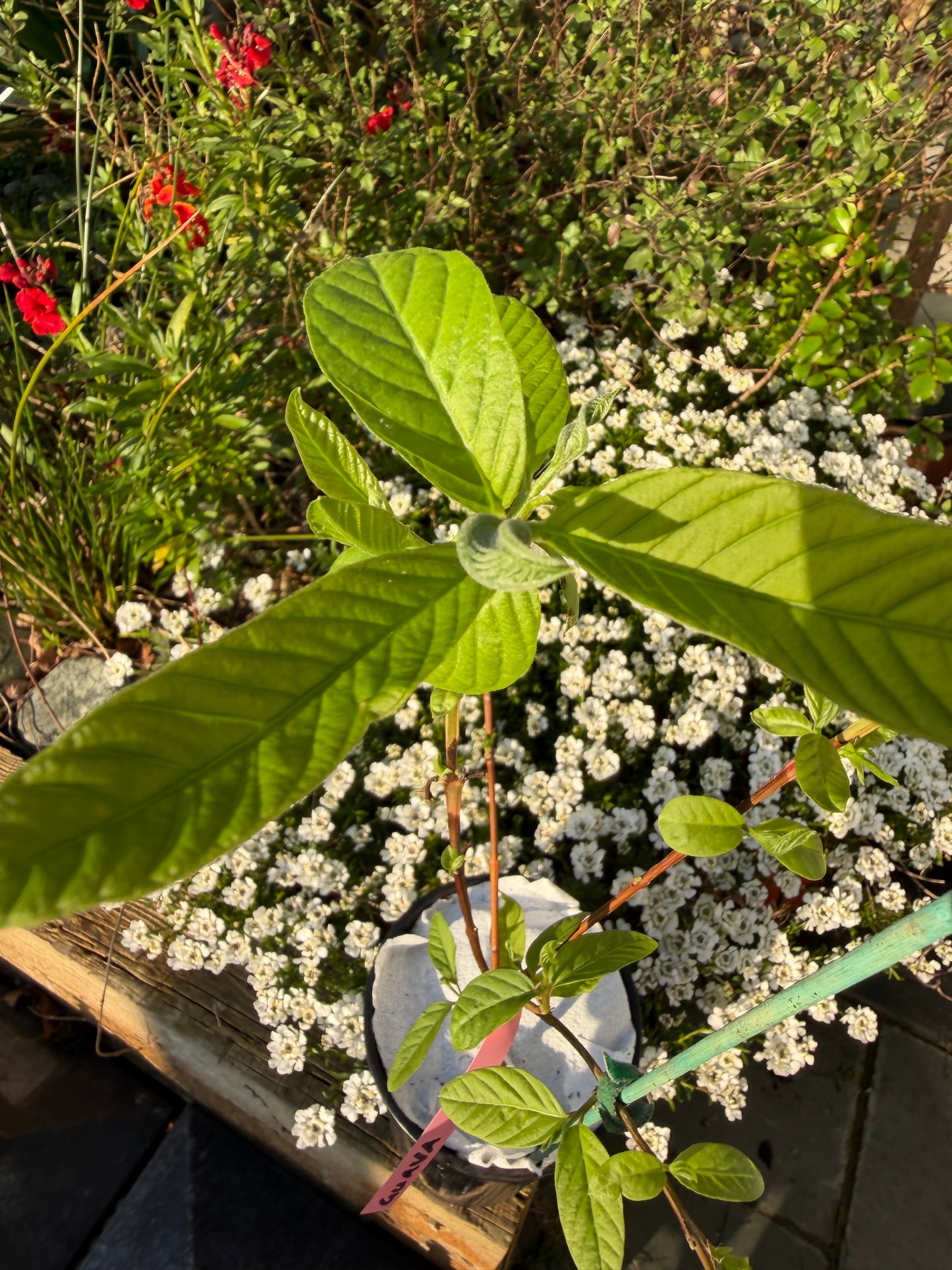 Guava Fruit Plant - Pink Pear