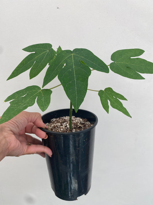 Papaya Plant