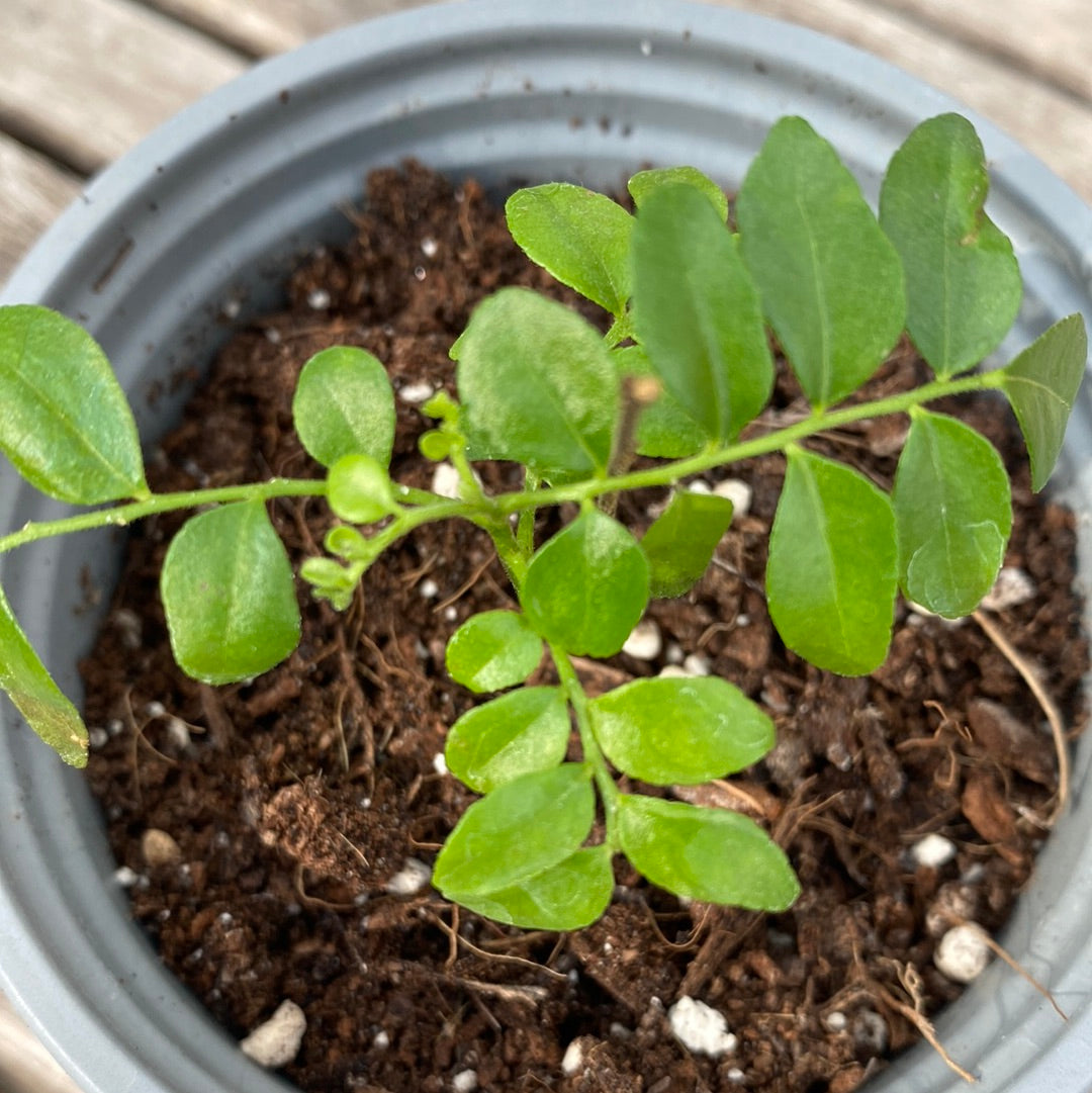 Curry Leaf Plant Seedling