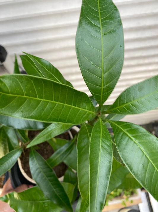 Mango tree, (Mangifera indica) a tropical, Evergreen plant