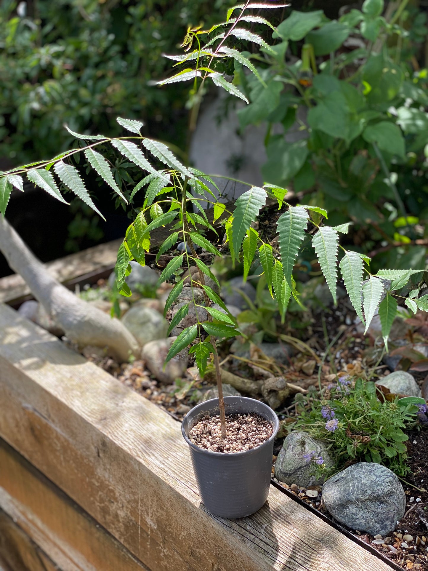 3 year old Neem Plant (Azadirachta indica)