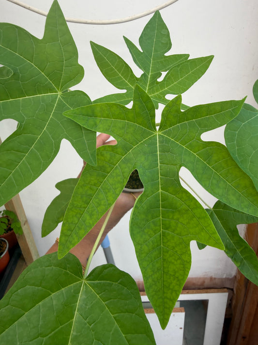 Papaya Plant (Sale)