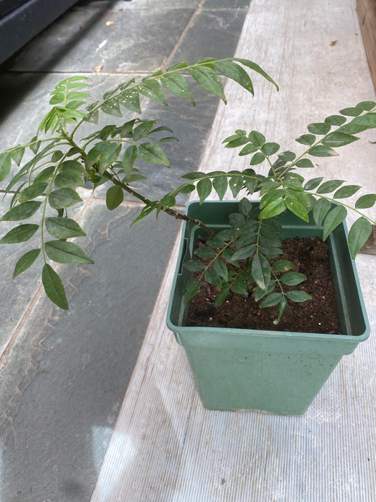 2 Year old Curry Leaf Plant
