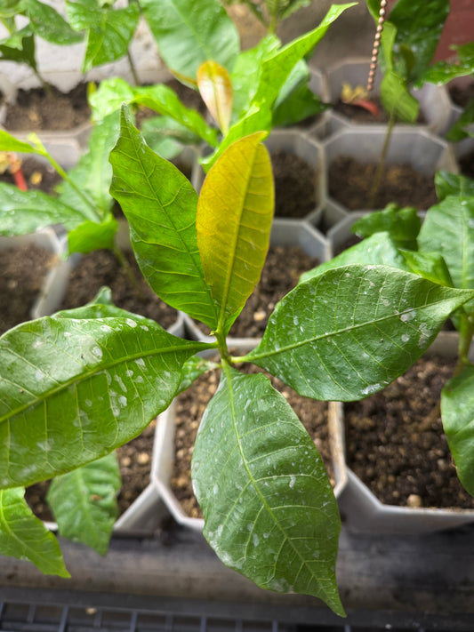 Cashew Nut Plant (Kaju)