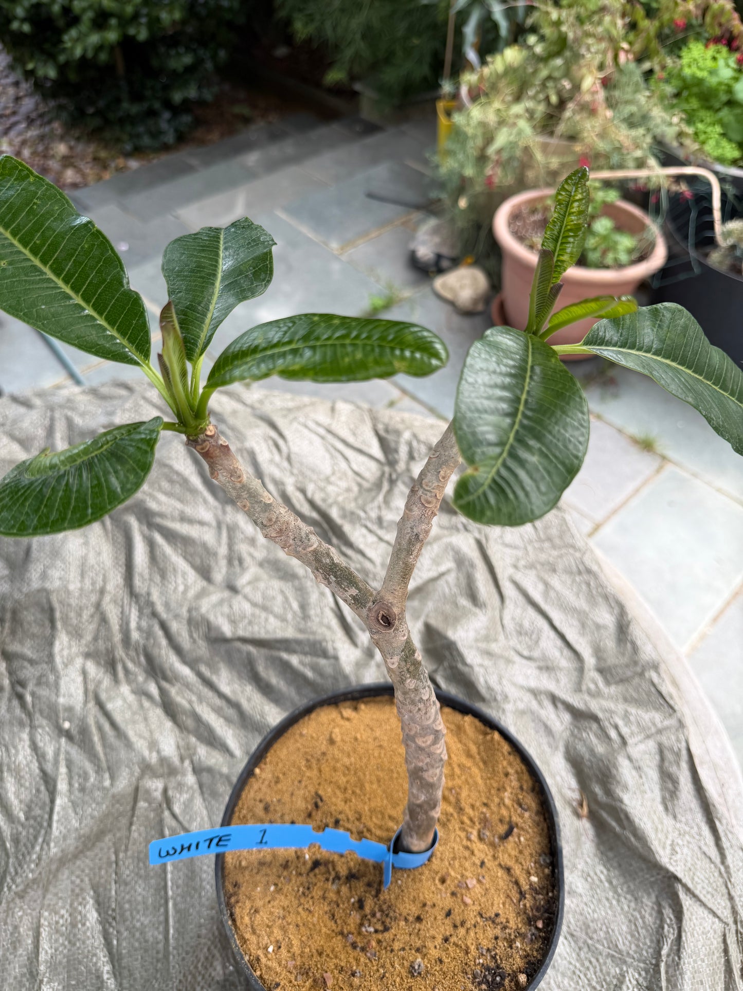 White Plumeria / Frangipani Plant