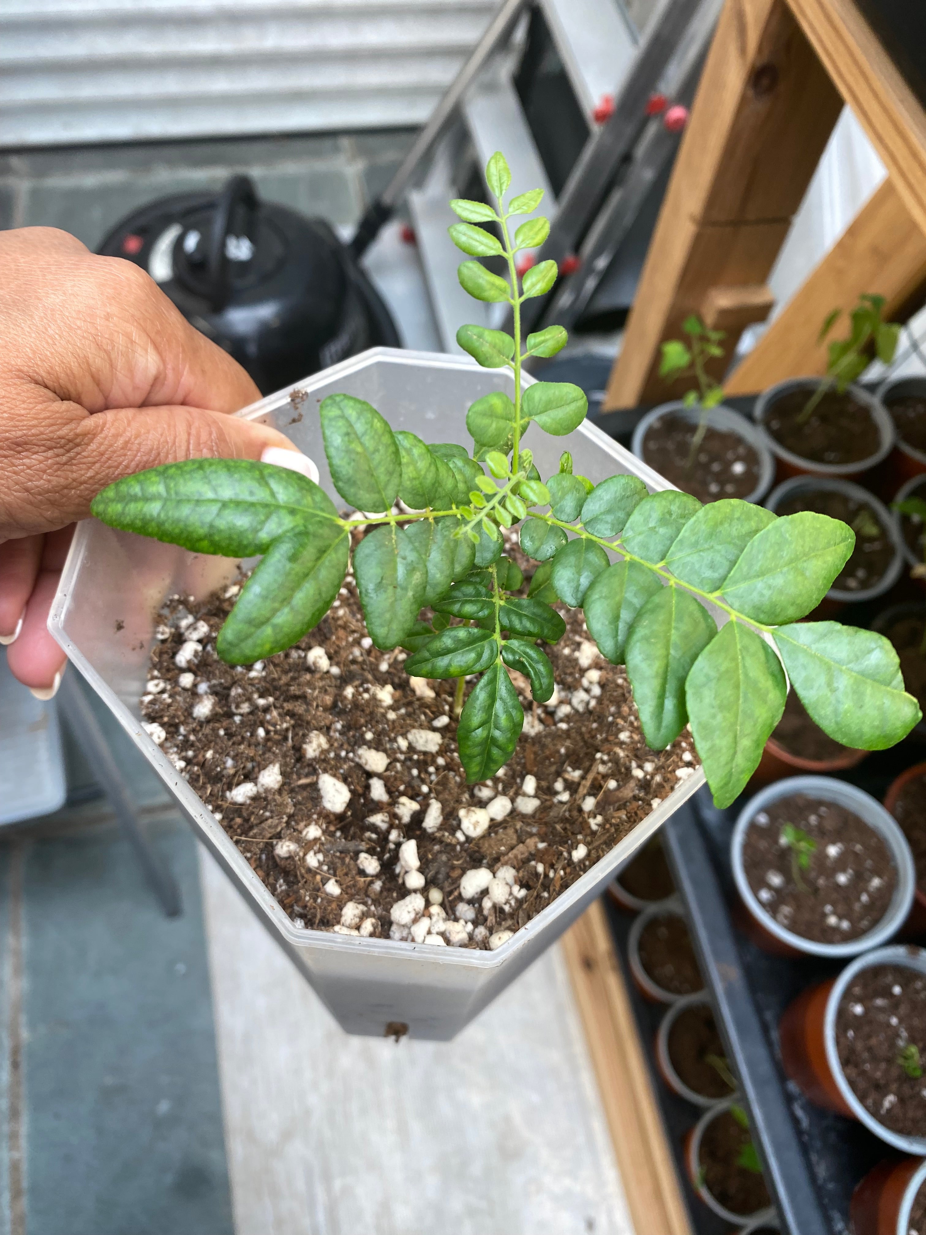 Curry Leaf Plant – Grow More Plants