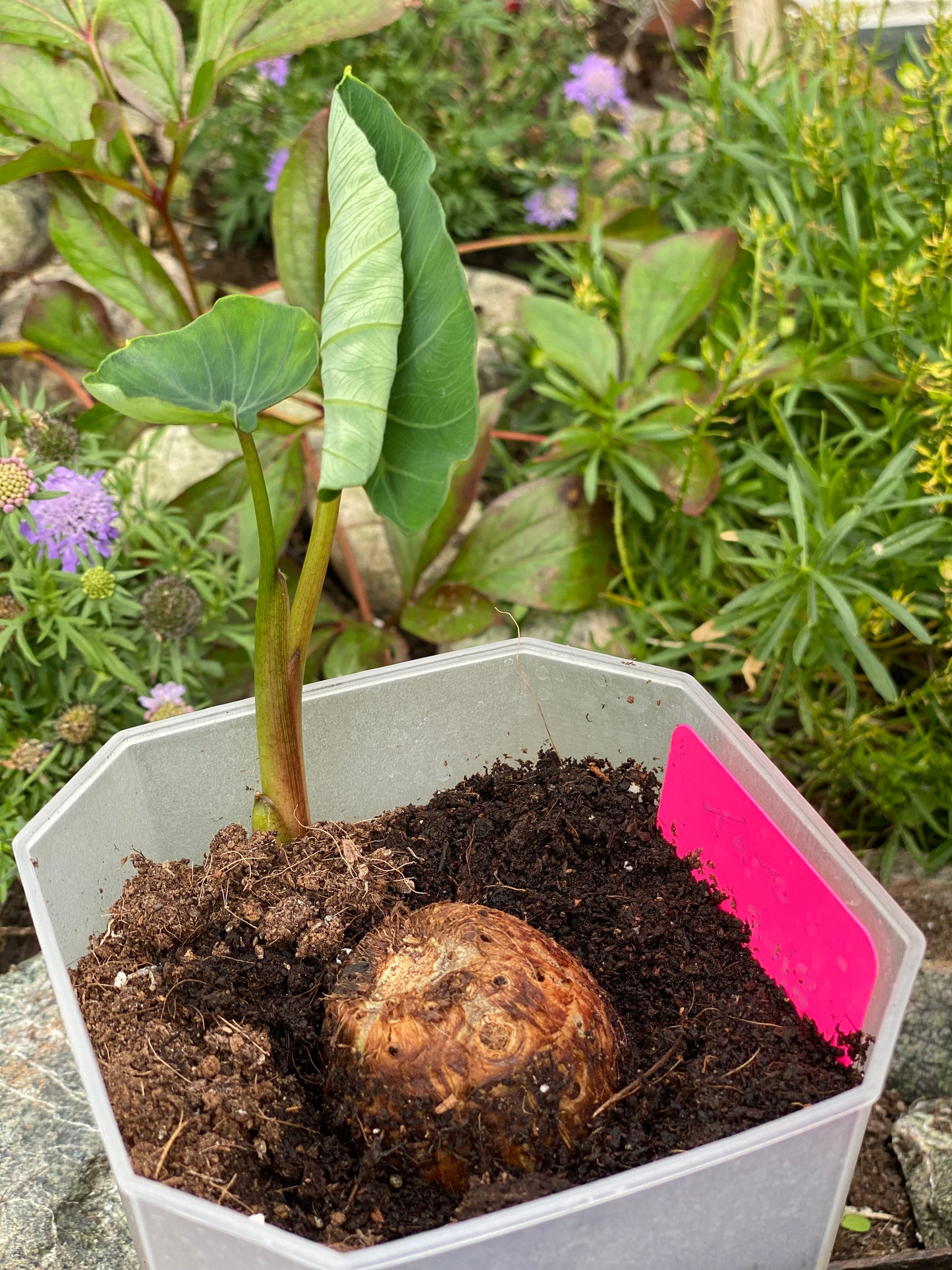 Colocasia /Taro / Edible Patra Plant - 1 rooted bulb with leaves