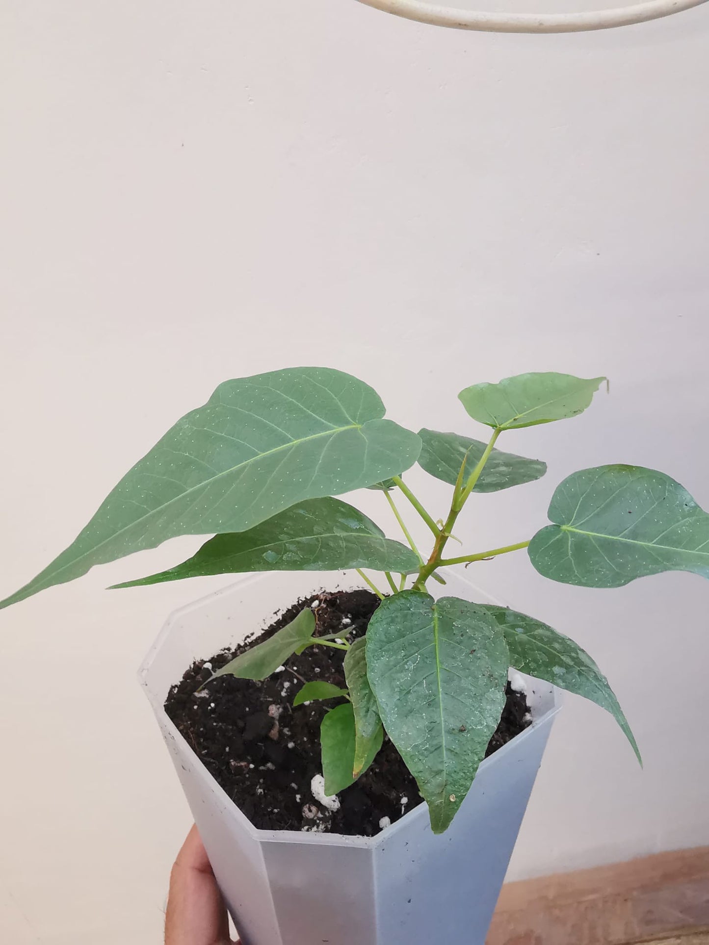 Peepal, Pippal, Aswath, Budha, Ficus Religiosa
