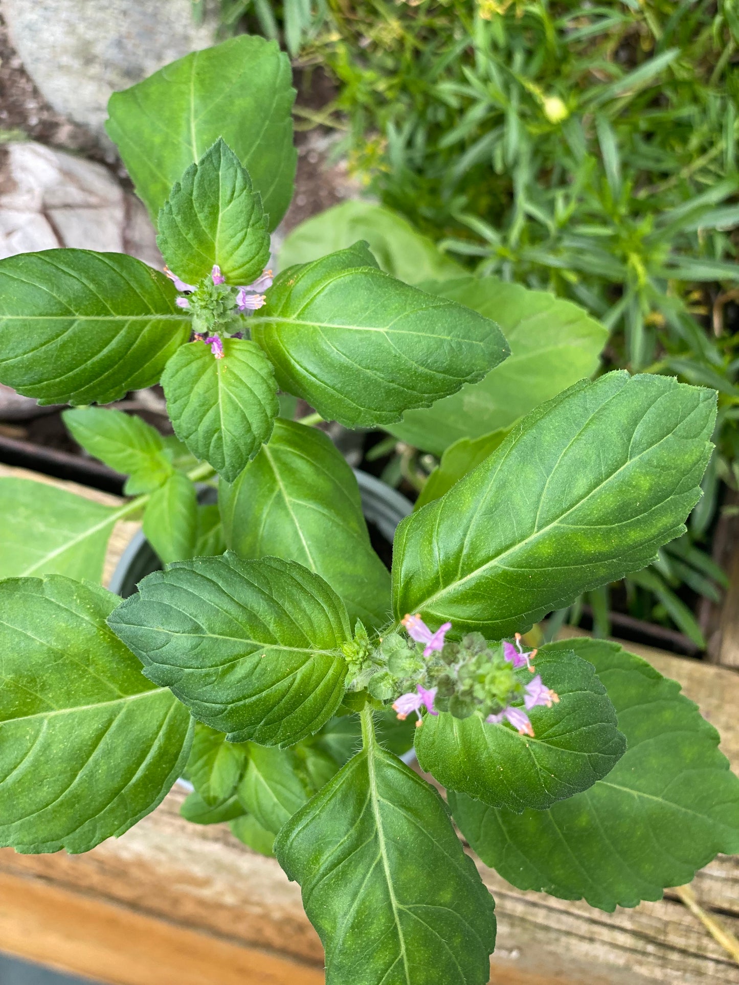 Tulsi Plant (Holy Basil)