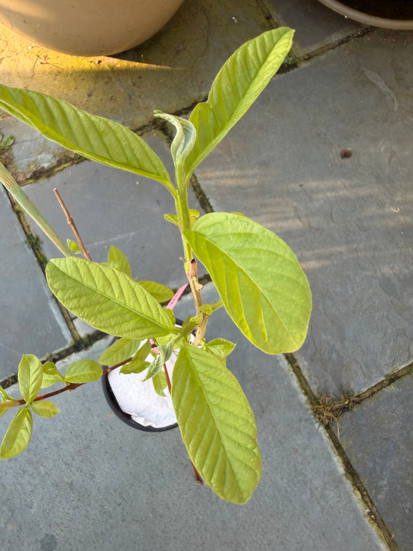 Guava Fruit Plant - Pink Pear