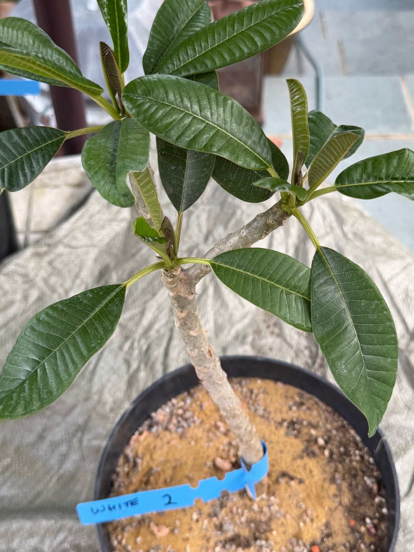 White Plumeria / Frangipani Plant