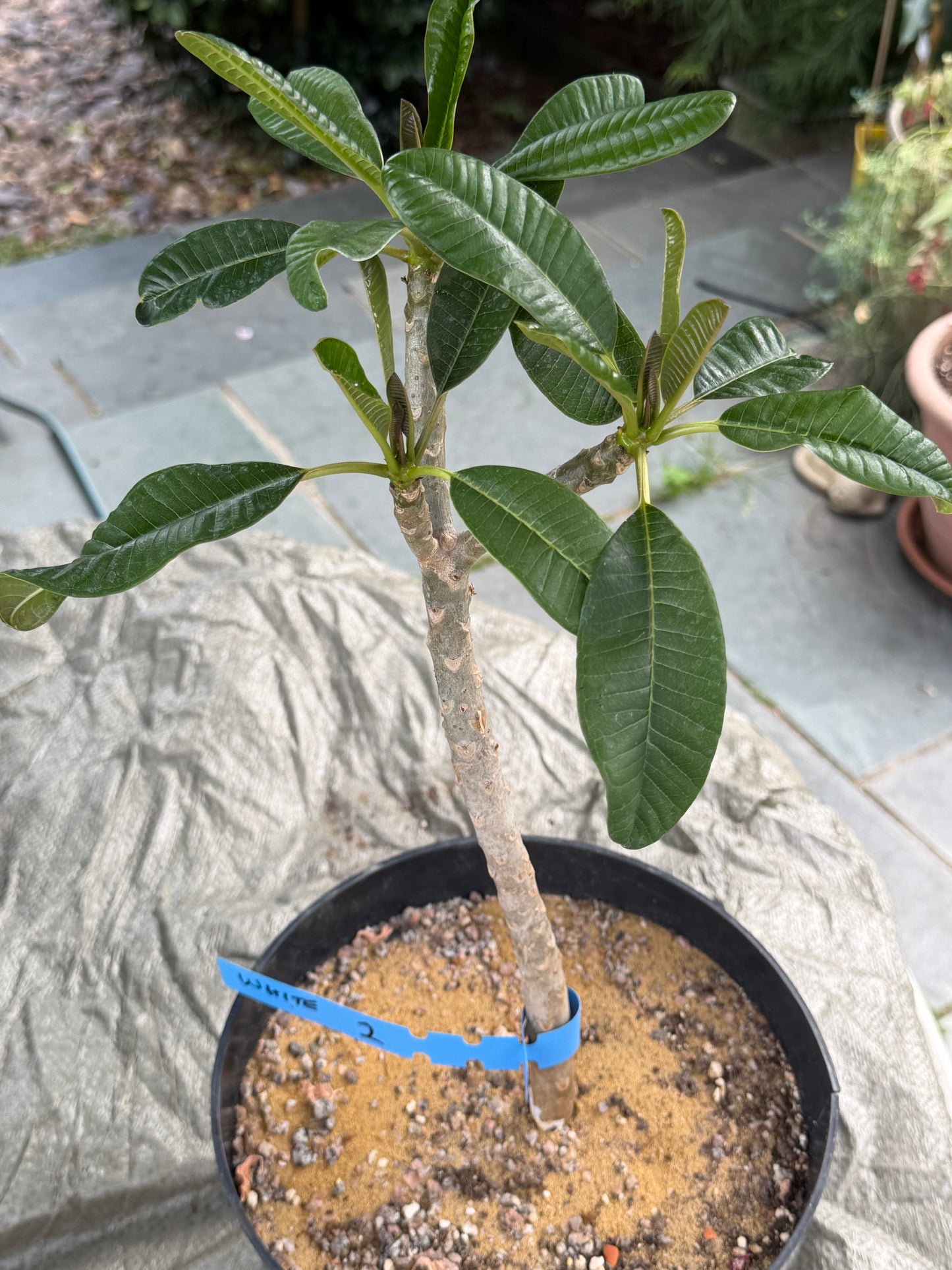 White Plumeria / Frangipani Plant