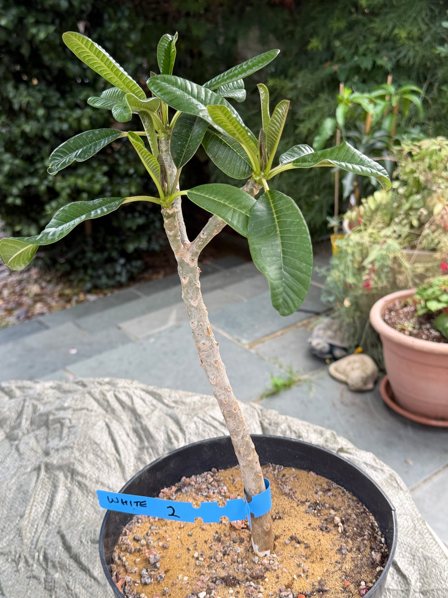 White Plumeria / Frangipani Plant